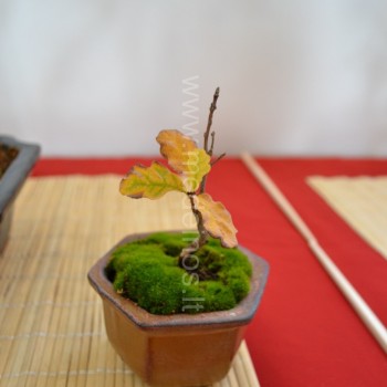 KĄ REIKIA ŽINOTI, PRADEDANTIEMS AUGINTI BONSAI