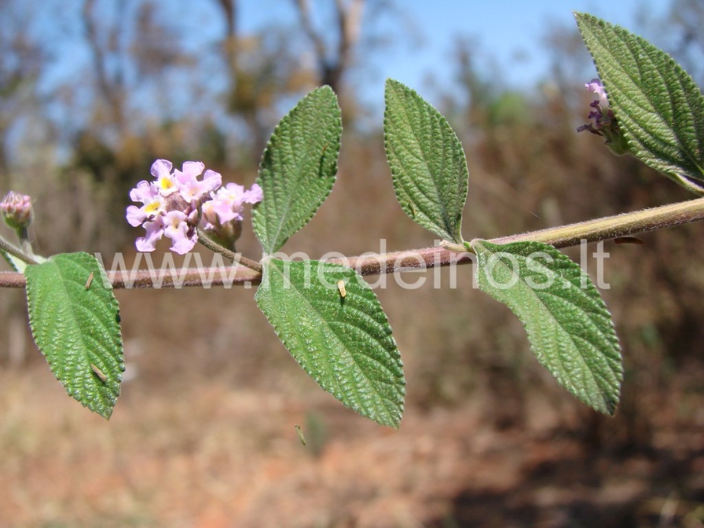 SALDŽIAVAISĖ LIPIJA - augalas, norintiems pasisaldinti gyvenimą ir maistą