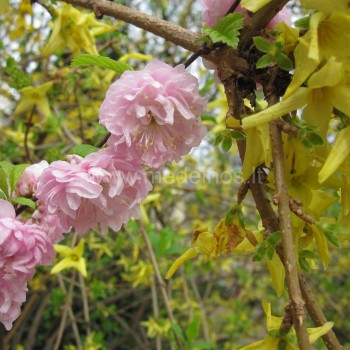 Prunus triloba