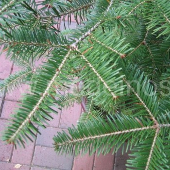 Abies veitchii