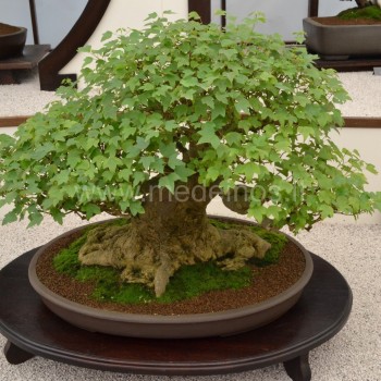 Triskiautis klevas (Acer monspessulanum)