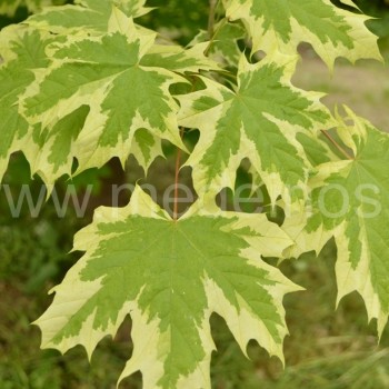 Acer platanoides 'Drummondii'