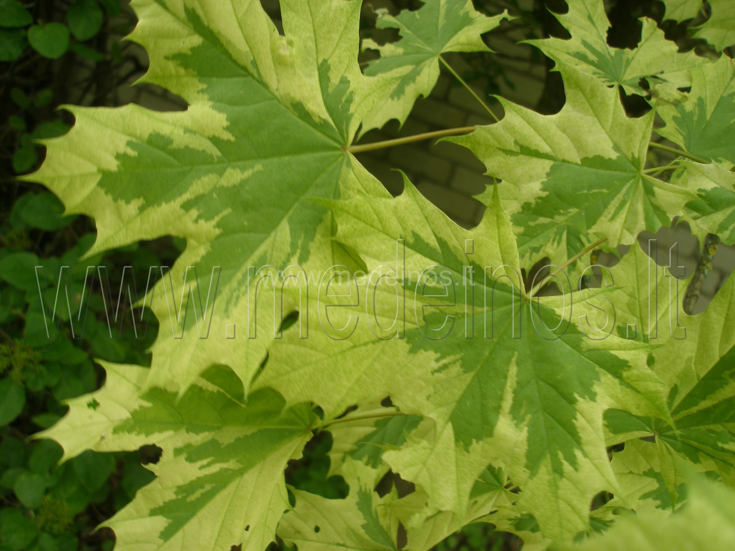 Acer platanoides Drummond