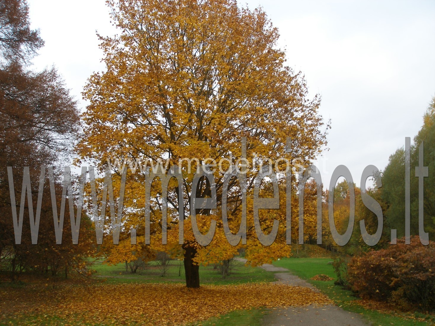 Paprastasis klevas (Acer platanoides)