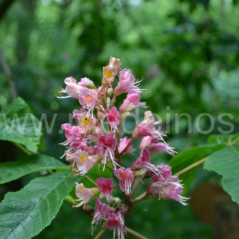 Aesculus x carnea