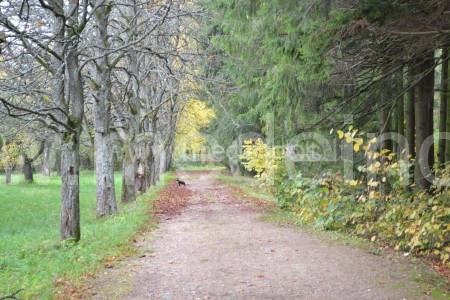 aesculus hippoastanum, picea abies