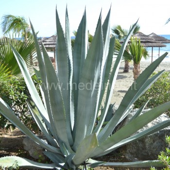agave
