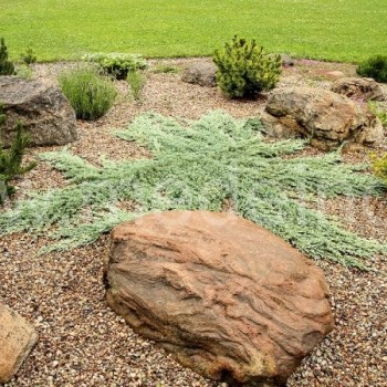 Akmenys ir augalai alpinariume