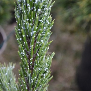 Akuotoji pušis (PInus aristata)