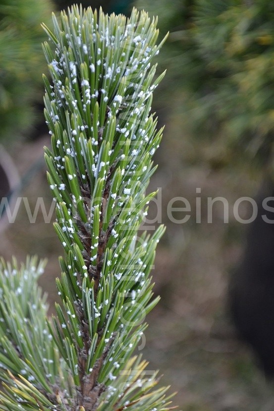 MUGĖJE "KĄ PASĖSI...2015"