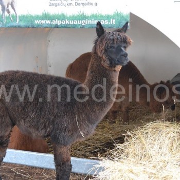 alpakos