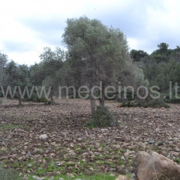 alyvmedziai