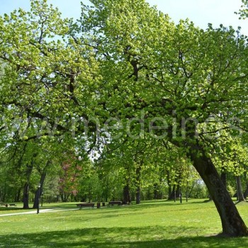 Amerikinė liepa (Tilia americana)