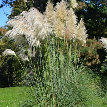 argentinine kortaderija