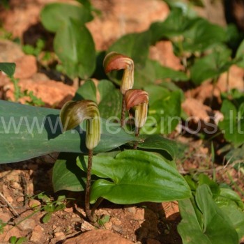 Arisarum vulgare