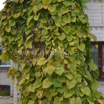 Kartuole- aristolochia