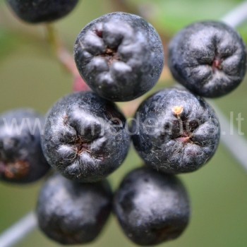 Juodavaisė aronija (Aronia melanocarpa)