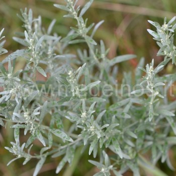 Artemisia absithium