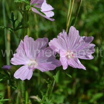 AUKŠTOJI DEDEŠVA (Malva alcea)
