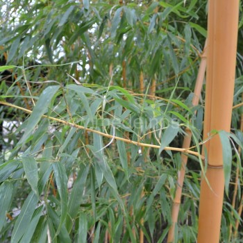 auksuotasis bambukas