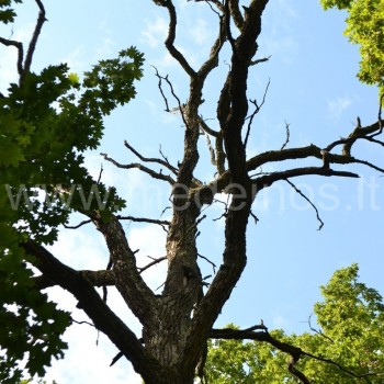 ąžuolai ąžuolyne