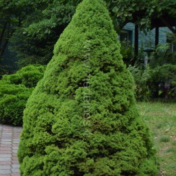 Baltoji eglė Conica