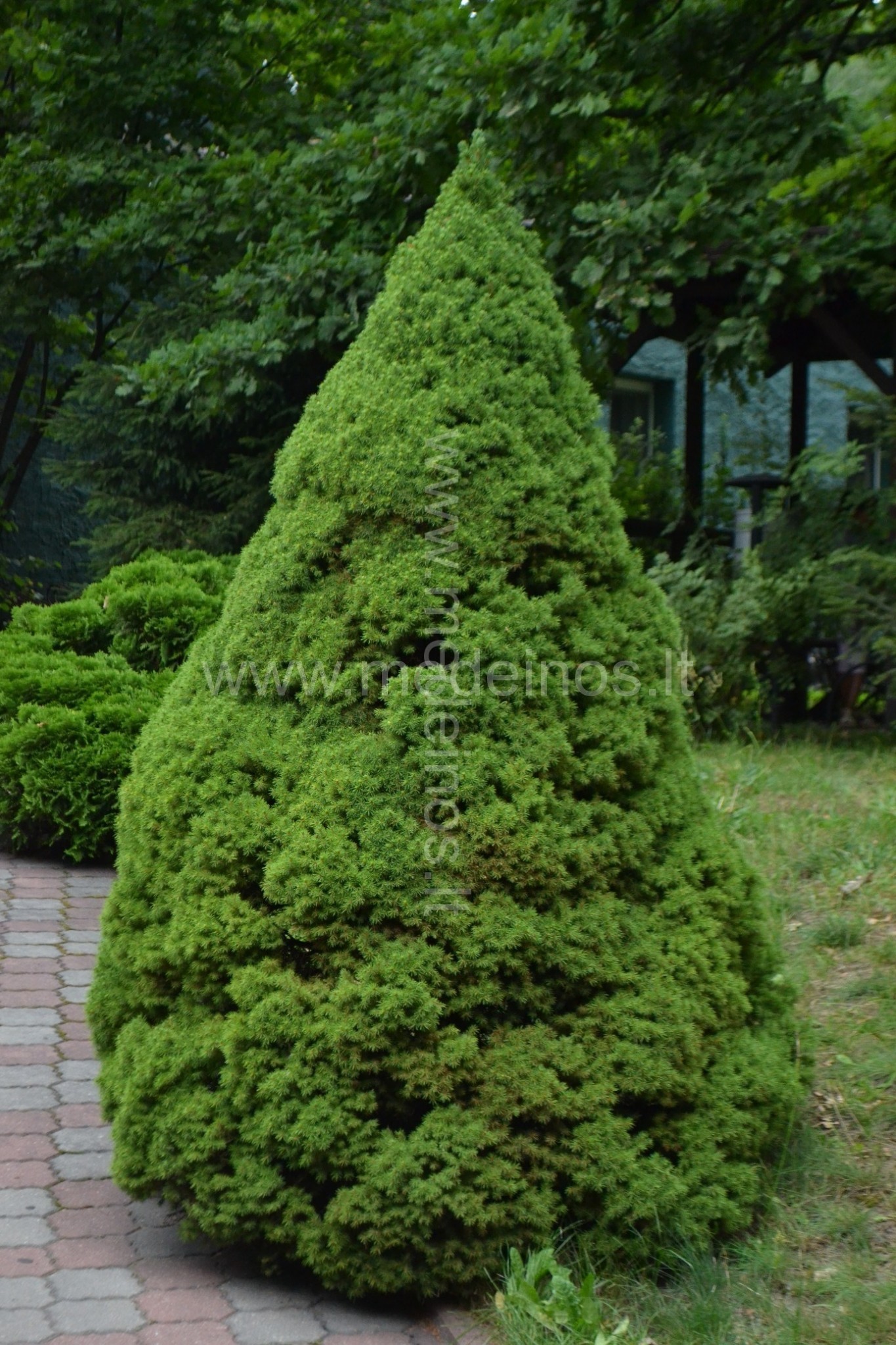 BALTOJI EGLĖ DŽIUGINA VISUS METUS