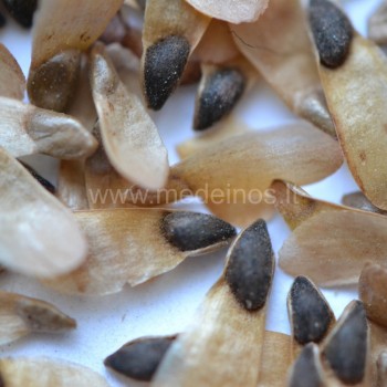 Baltosios eglės sėklos