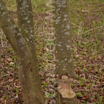 Pačiame muziejuje gyvena bebras