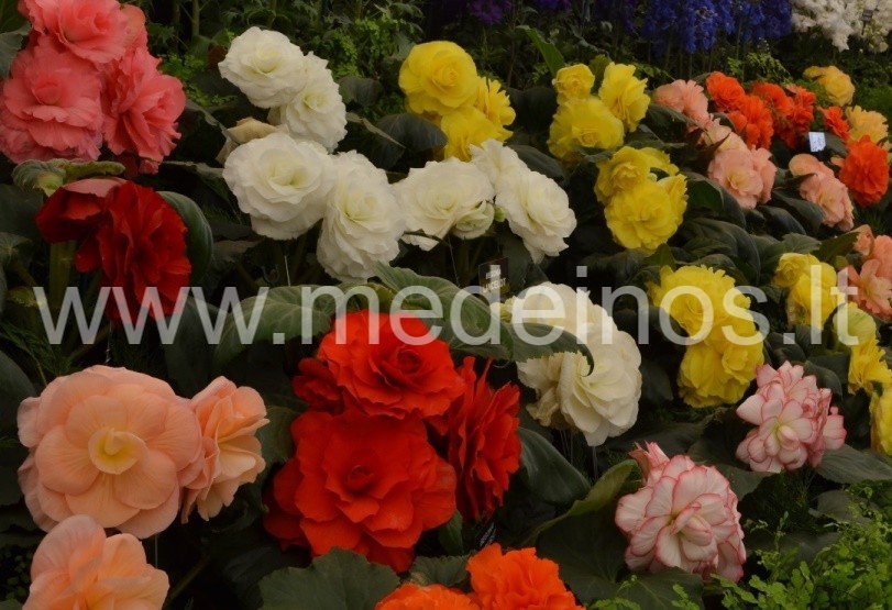 Begonia