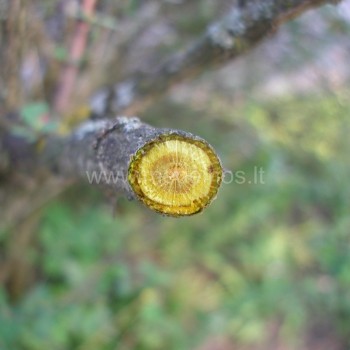 Paprastasis raugerškis (Berberis vulgaris)