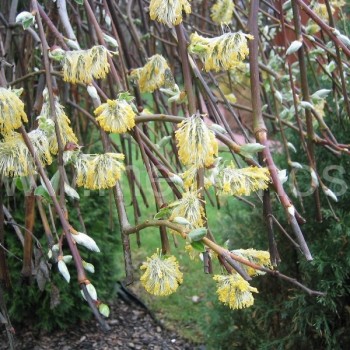 salix caprea