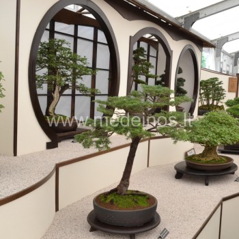 KĄ REIKIA ŽINOTI, PRADEDANTIEMS AUGINTI BONSAI