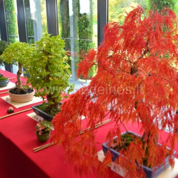 bonsai medelis
