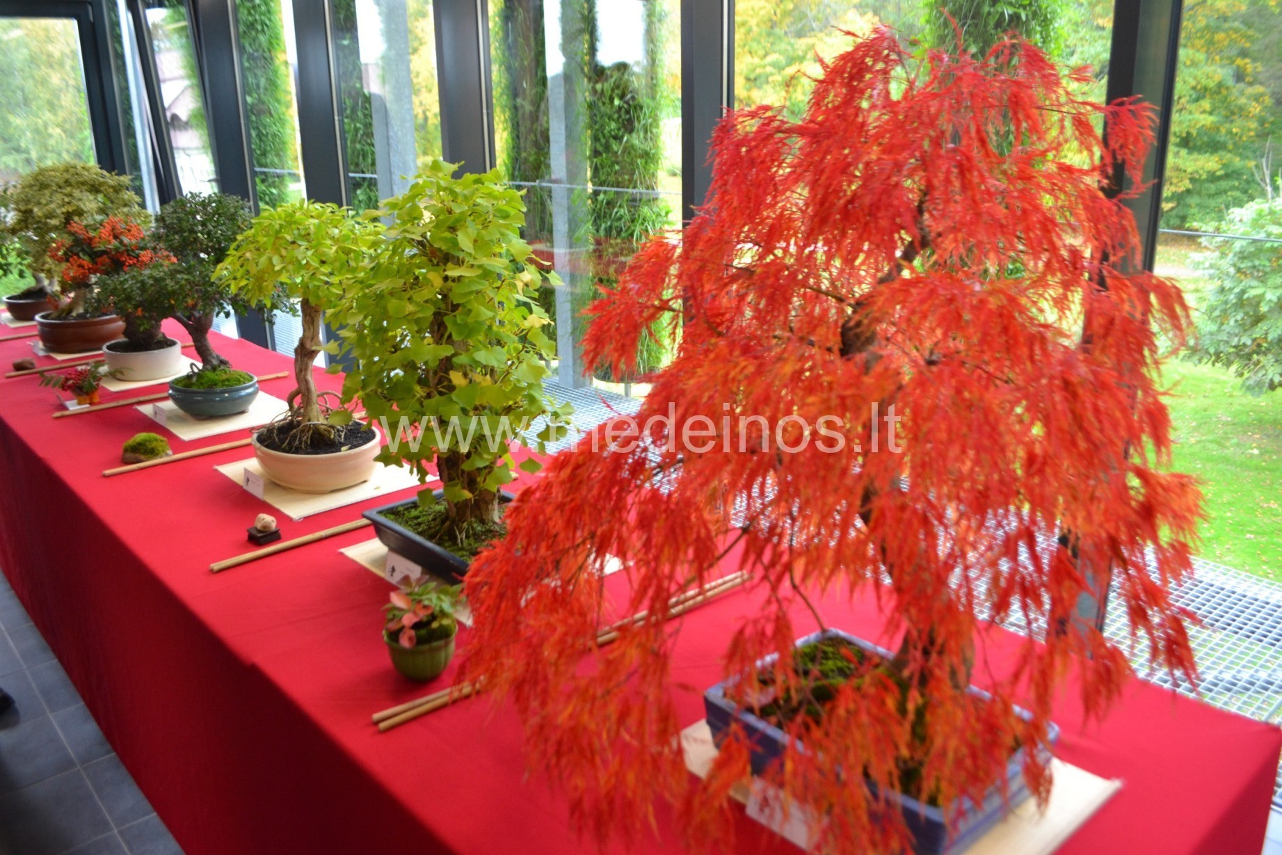 KĄ REIKIA ŽINOTI, PRADEDANTIEMS AUGINTI BONSAI