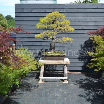 bonsai