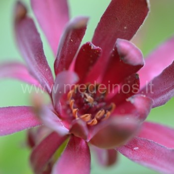 Calycanthus floridus