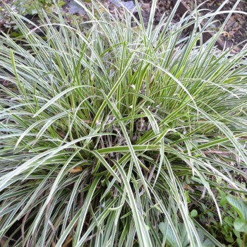 Žvilgiosios viksvos (Carex morrowii) 'Ice Dance' veislė pasižymi baltakraščiais lapeliais