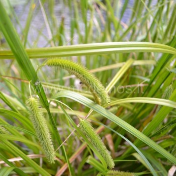 Šiurkščioji viksva (Carex pseudocyperus) savaime auga šalia vandens telkinių, jos puošnios varputės gali papuošti drėgnų vietų gėlynus