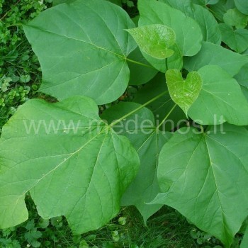 Catalpa bignonioides