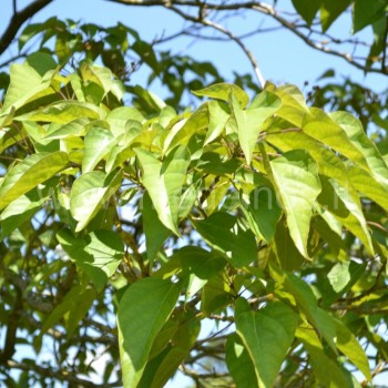Catalpa bungei