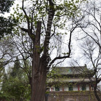 catalpa in xian