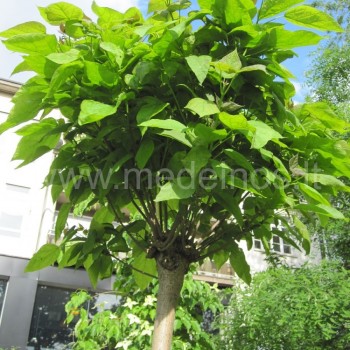 catalpa nana
