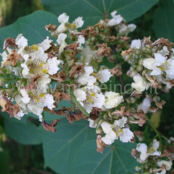 catalpa ovata