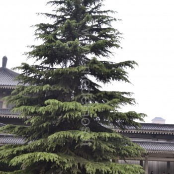 Cedrus libani