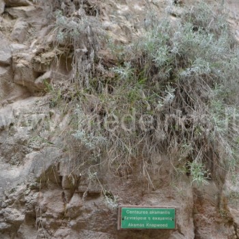 Centaurea akamantis