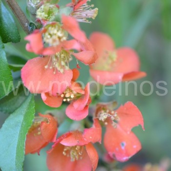 Japoninis svarainis (Chaenomeles japonica) 'Sargentii'