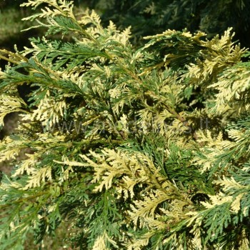 chamaecyparis lawsonii Albovariegata