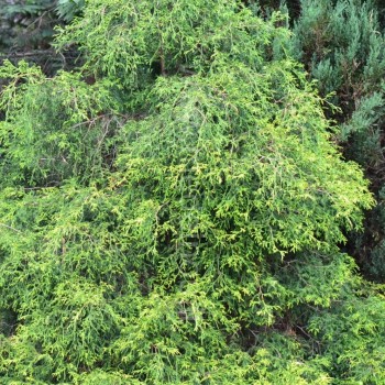 chamaecyparis-filifera-aurea