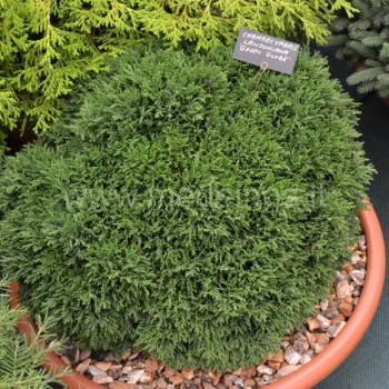 chamaecyparis Green Globe